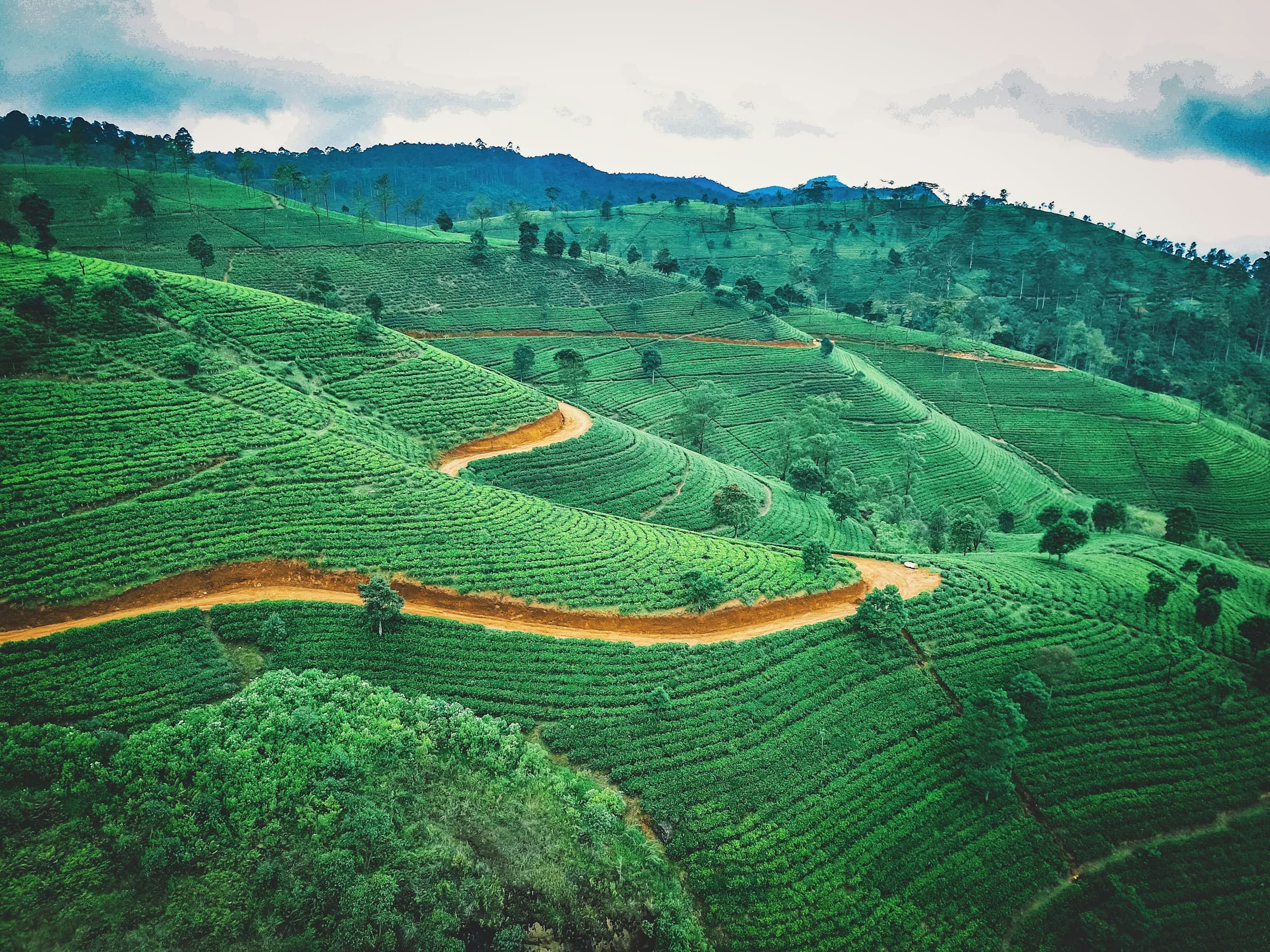 Tea Origin